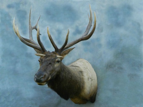 Elk game head mount - antler through skull from fight; Webster, SD