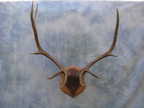 Elk antler mount; Rocky Mountains, Colorado