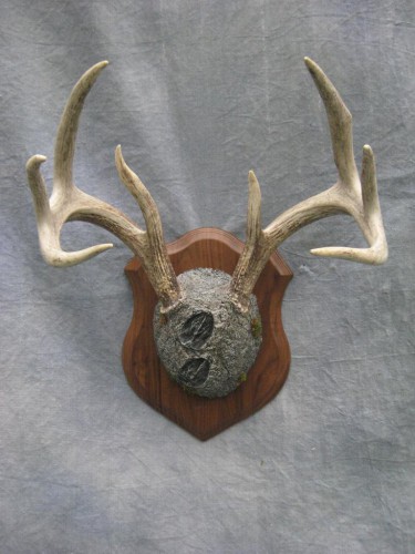 Whitetail deer antler mount; Clark, South Dakota