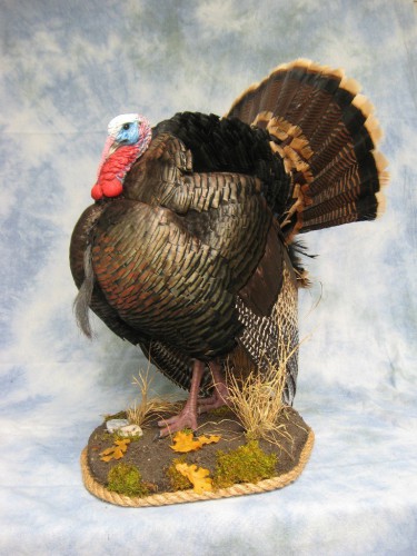 Merriam's wild turkey mount; Rapid City, South Dakota