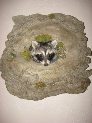 Raccoon mount; Sisseton, South Dakota