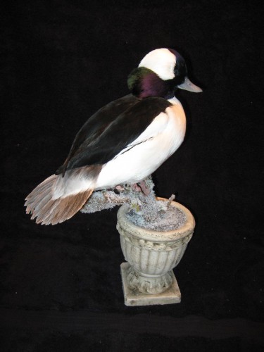 Bufflehead duck mount; Watertown, South Dakota