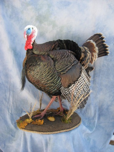 Eastern wild turkey mount; Rocky Mountains, Colorado