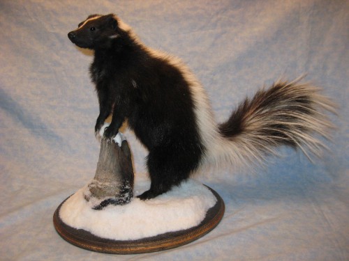 Skunk mount; Rapid City, South Dakota