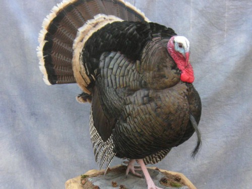 Merriam's wild turkey mount; New Mexico