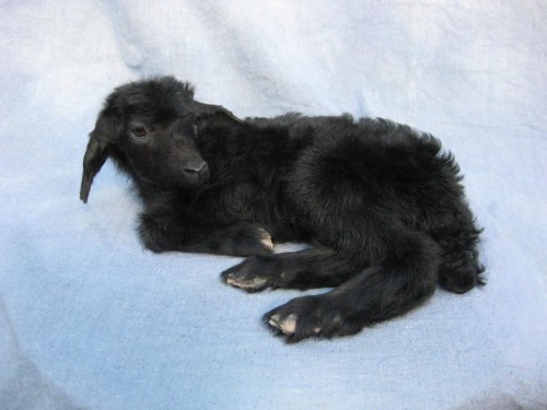 Kid goat mount; pen-raised