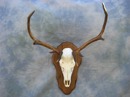 Elk European skull mount; Grand Junction, Colorado