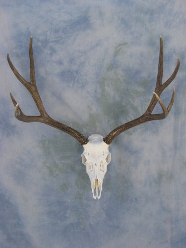 Mule deer European skull mount; Denver, Colorado