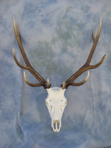 Elk European skull mount; Colorado