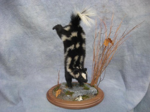 Spotted skunk mount; Washington