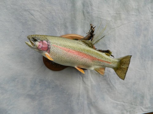 Rainbow trout reproduction fish mount; Vail, Colorado