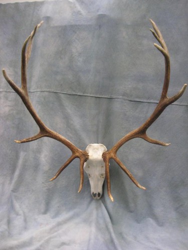 Elk European skull mount; Craig, Colorado