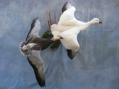 Snow and blue goose mount; Fort Morgan, Colorado