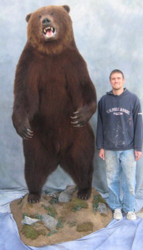 Brown bear life size mount - human comparison; Kamatchka Peninsula, Russia