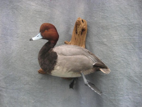 Redhead duck mount; Julesburg, Colorado