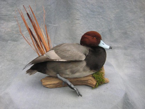 Redhead duck mount; Fort Morgan, Colorado