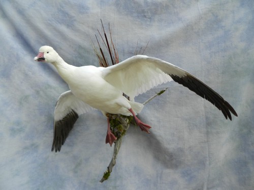 Snow goose mount; Brighton, Colorado