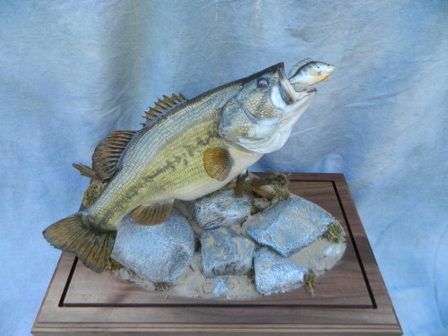 Largemouth bass reproduction fish mount; Fort Morgan, Colorado