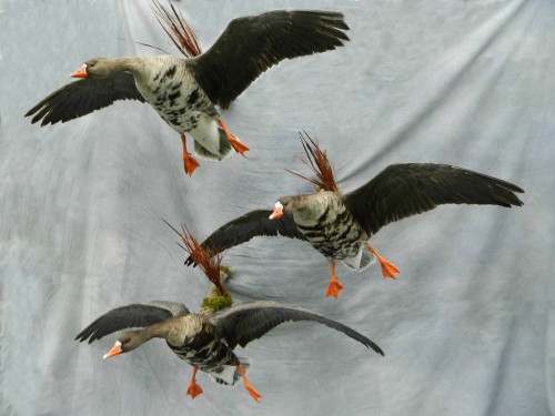 Specklebelly geese mount; Nebraska