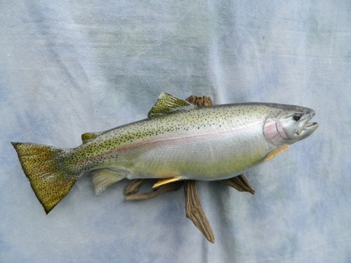 Rainbow trout replica mount; Byers, Colorado