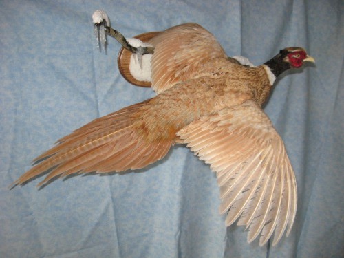 Buff ringneck pheasant mount; Watertown, South Dakota