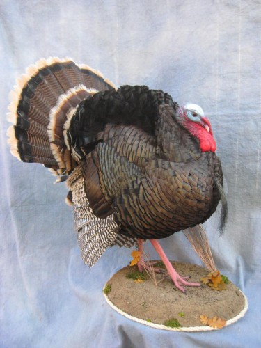 Merriam's wild turkey mount; New Mexico