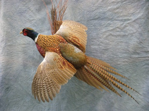 Ringneck pheasant mount; Redfield, South Dakota