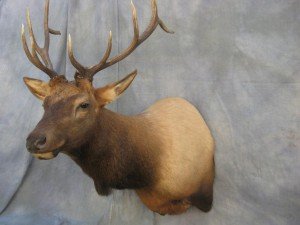 Elk shoulder mount game head; Rifle, Colorado