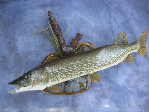 Northern pike mount; Sioux Falls, South Dakota