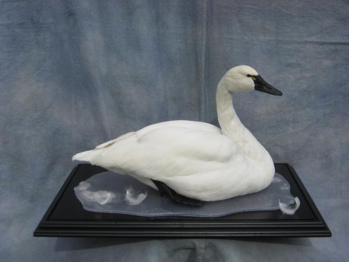 Tundra swan mount; Clark, South Dakota