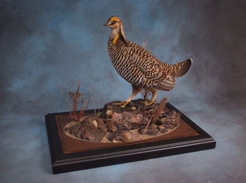 Greater prairie chicken mount; Clark, South Dakota