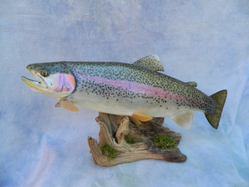 Rainbow trout skin mount; Rifle, Colorado