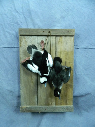 Bufflehead duck pair dead mount, Warner, South Dakota