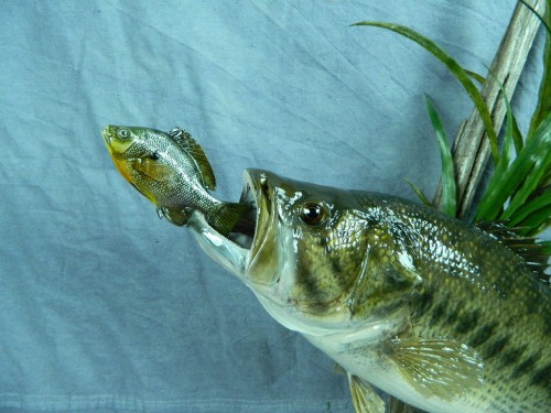 Largemouth bass chasing fish mount - detail; Aberdeen, South Dakota