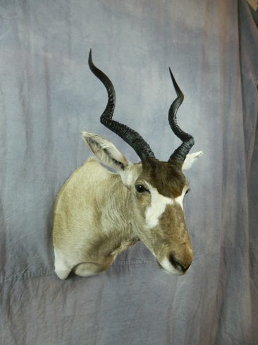 Addax shoulder mount; Texas