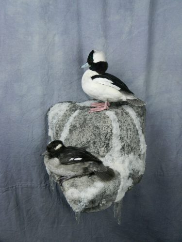 Bufflehead pair mount; Redfield, South Dakota