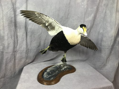 Common Eider flying mount; Pierre, SD