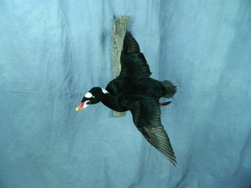 Flying surf scoter taxidermy mount; Long Island, NY