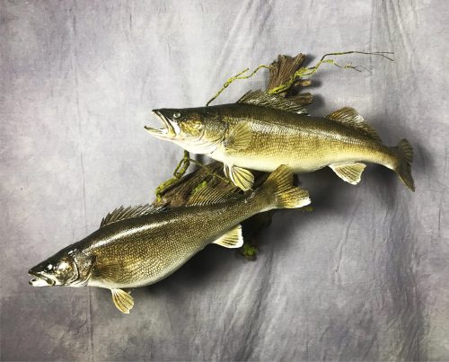 Double Walleye Skin Mount; Northeastern South Dakota