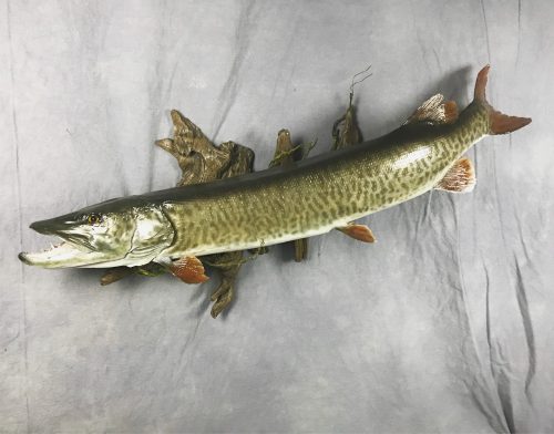 Muskie Skin Mount; Northeastern South Dakota