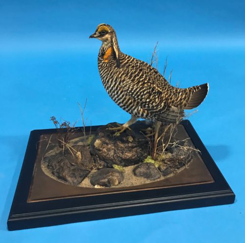 Greater Prairie Chicken Mount Custom Base Central SD