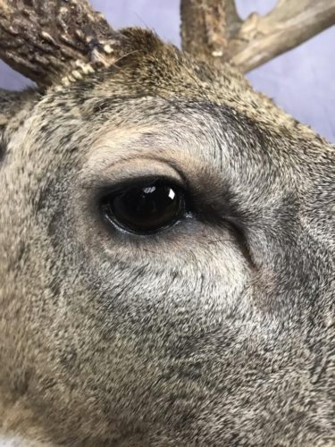 Whitetail Deer Eye Detail