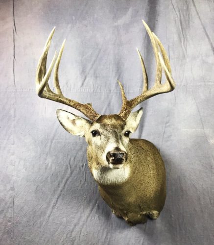 Whitetail Deer Shoulder Mount - SD