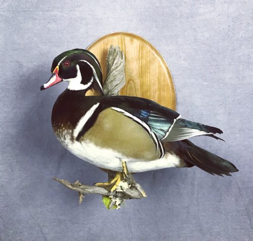 Wood Duck Mount - South Dakota