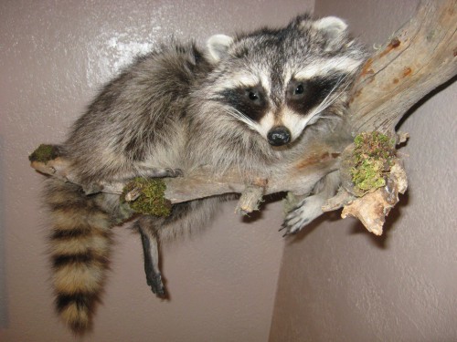 Raccoon lifesize mount; Aberdeen, SD (FOR SALE: $400)