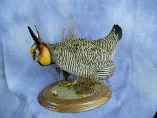 Lesser prairie chicken table mount; Kansas