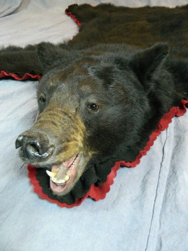 Snarling black bear taxidermy rug mount; Manitoba, Canada