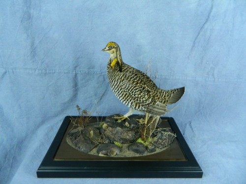 Prairie chicken taxidermy mount; South Dakota