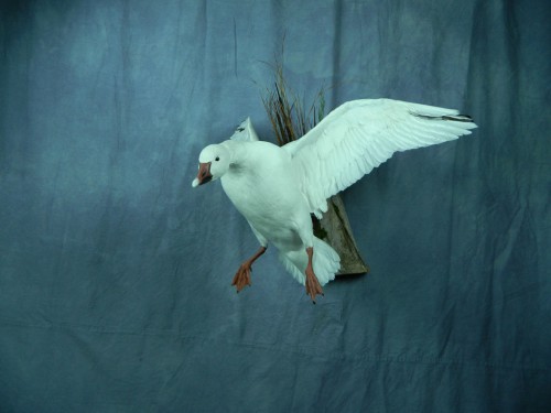 Snow goose taxidermy mount; Warner, South Dakota