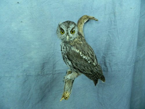 Screech owl taxidermy mount; Nebraska